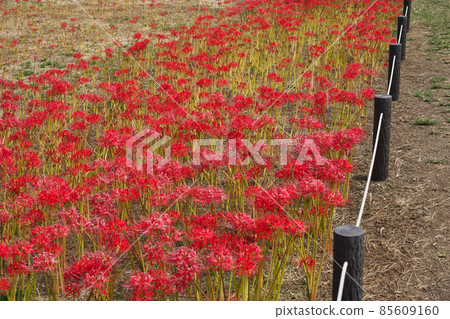 《Okayama Prefecture》 Higanbana seen in the Kojima Lake Flower Corridor [September] 85609160