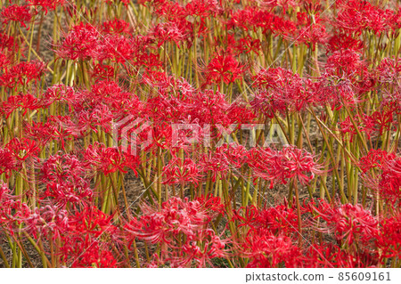 《Okayama Prefecture》 Higanbana seen in the Kojima Lake Flower Corridor [September] 85609161