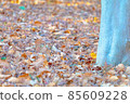 Fallen leaves  85609228