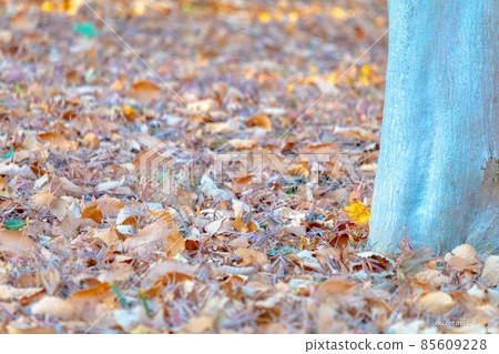 Fallen leaves Fallen leaves 85609228