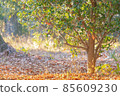 winter park 85609230