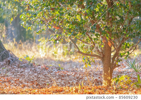 winter park winter park 85609230