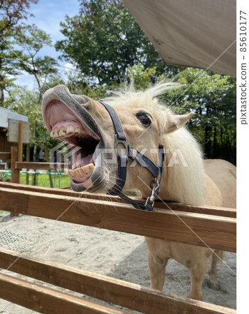 A horse that opens its mouth wide 85610177