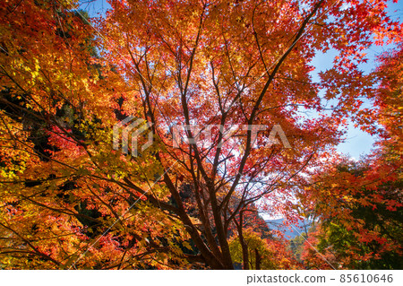 和歌山縣伊東郡葛城町的秋日久留米紅葉公園風景 85610646