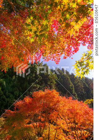 和歌山縣伊東郡葛城町的秋日久留米紅葉公園風景 和歌山縣伊東郡葛城町的秋日久留米紅葉公園風景 85610647