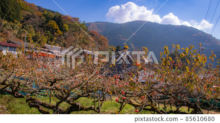 和歌山縣伊東區葛城町 東谷區志鄉 85610680
