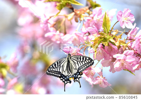 Swallowtail butterfly on Kawazu cherry blossoms in full bloom (spring image) Swallowtail butterfly on Kawazu cherry blossoms in full bloom (spring image) 85610845