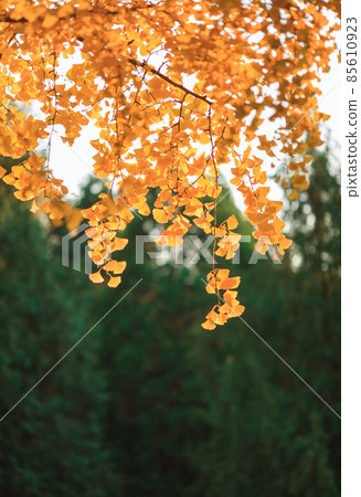 Beijing autumn ditan park view beautiful fall Beijing autumn ditan park view beautiful fall 85610923