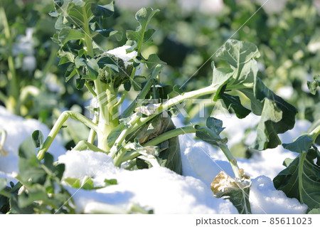 雪花椰菜田 雪花椰菜田 85611023
