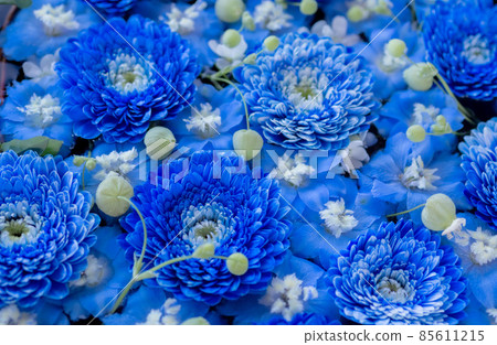 Blue gerbera and delphinium background 85611215