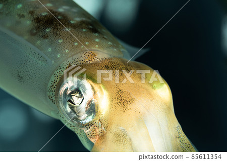 Aori 魷魚 海藍寶石福島 Aori 魷魚 海藍寶石福島 85611354