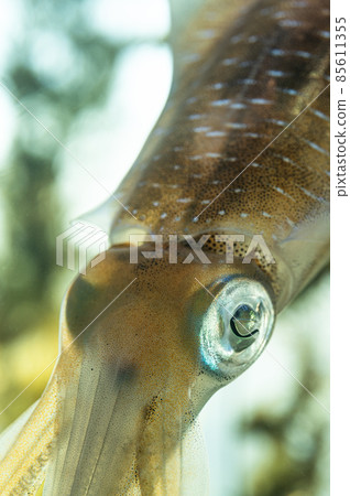 Aori squid Aquamarine Fukushima Aori squid Aquamarine Fukushima 85611355