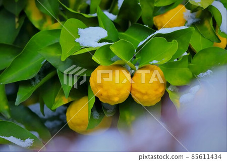 Snow and citron fruit 85611434