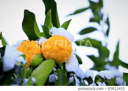 Snow and citron fruit Snow and citron fruit 85611435