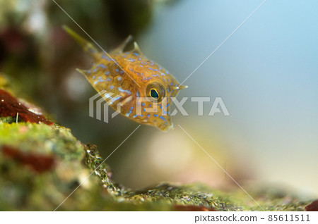 Thornback cowfish juvenile Aquamarine Fukushima Thornback cowfish juvenile Aquamarine Fukushima 85611511