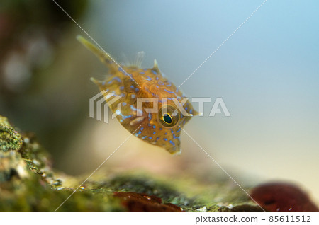 棘背海牛幼魚海藍寶石福島 棘背海牛幼魚海藍寶石福島 85611512