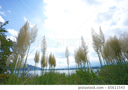 河口湖大石公園的鮮花 河口湖大石公園的鮮花 85611543