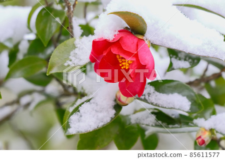 Snow and mountain flowers Snow and mountain flowers 85611577