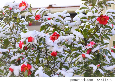 雪和山花 85611580