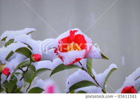 雪和山花 雪和山花 85611581