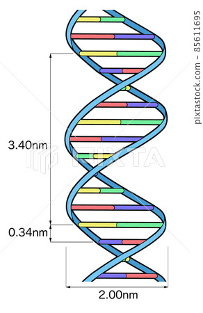 DNA structure_Figure only 2 DNA structure_Figure only 2 85611695