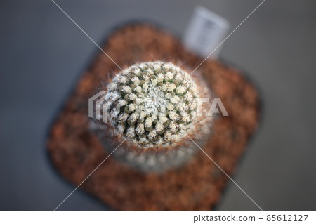 Eriosyce Napina 博麗靈夢 Eriosyce Napina 博麗靈夢 85612127