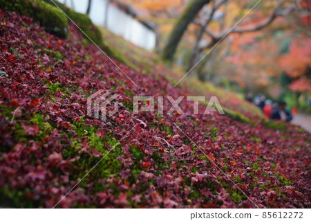 落北萬壽院的紅葉 落北萬壽院的紅葉 85612272