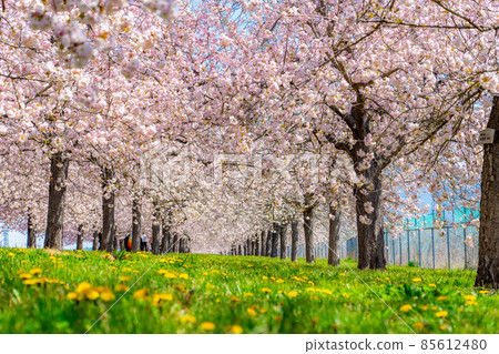 A row of cherry blossom trees and dandelions on the Chikuma River cherry blossom bank [Nagano Prefecture] 85612480