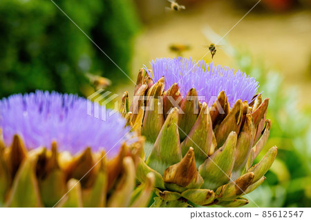 Close up shot of bee busy around a purple Artichoke flower 85612547