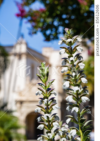 Close up shot of Bear's breeches blossom 85612606