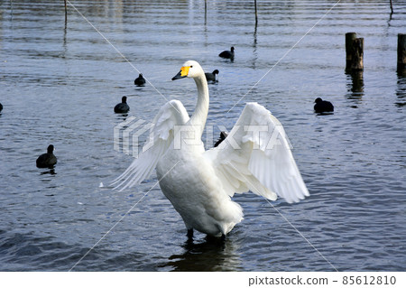 茨城縣水戶市千場湖的天鵝 85612810