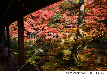樂北蓮華寺的紅葉 85613107