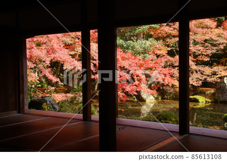 Autumn leaves of Rengeji Temple in Rakuhoku Autumn leaves of Rengeji Temple in Rakuhoku 85613108