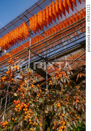 Scenery of dried persimmon, Shigo, Katsuragi-cho, Ito-gun, Wakayama Prefecture (Taira district) 85613121