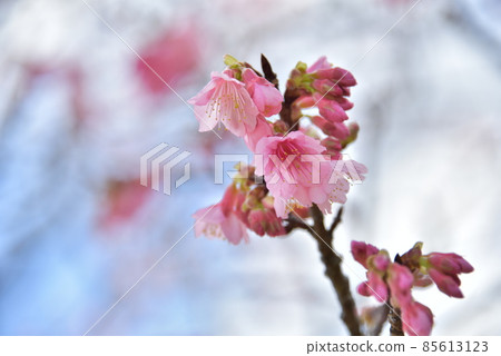 Scarlet Sakura 2022 85613123