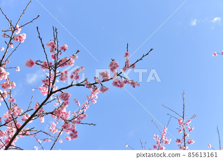 Scarlet Sakura 2022 Scarlet Sakura 2022 85613161