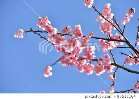 Scarlet Sakura 2022 Scarlet Sakura 2022 85613164