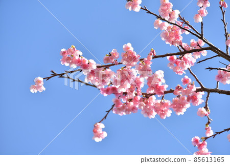 Scarlet Sakura 2022 85613165