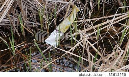 overgrown reeds overgrown reeds 85613256