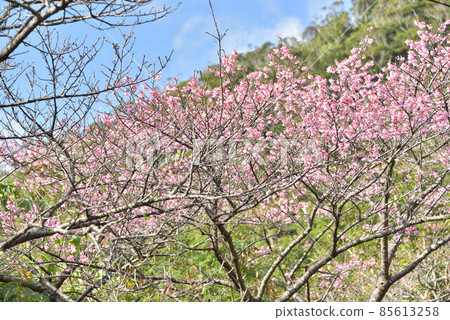 Scarlet Sakura 2022 85613258