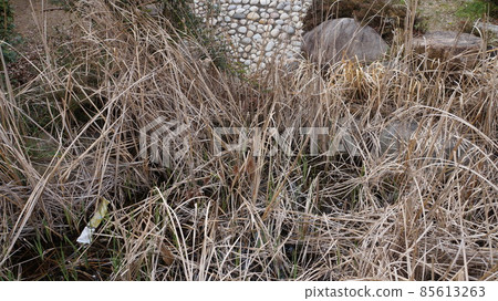 長滿蘆葦 85613263