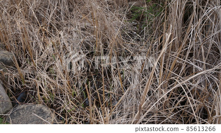 overgrown reeds overgrown reeds 85613266