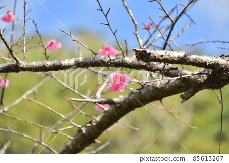 Scarlet Sakura 2022 85613267