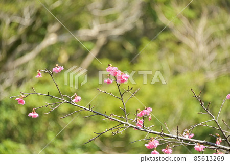 Scarlet Sakura 2022 85613269