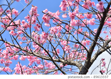 猩紅櫻花2022 85613337