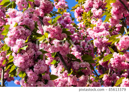 Detail of pink flowering Japanese cherry tree - Sakura Detail of pink flowering Japanese cherry tree - Sakura 85613379