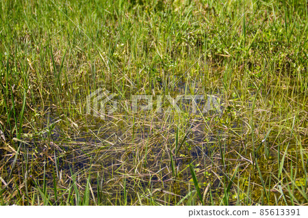 Grassy marshland with standing water 85613391