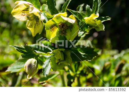 Green hellebore flower on flowerbed in garden 85613392