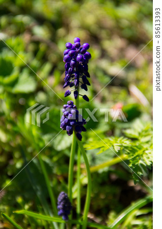 Muscari blue grape hyacinth flower in garden Muscari blue grape hyacinth flower in garden 85613393