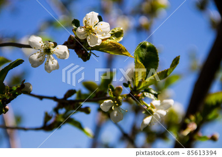 Detail of blossom cherry tree Detail of blossom cherry tree 85613394